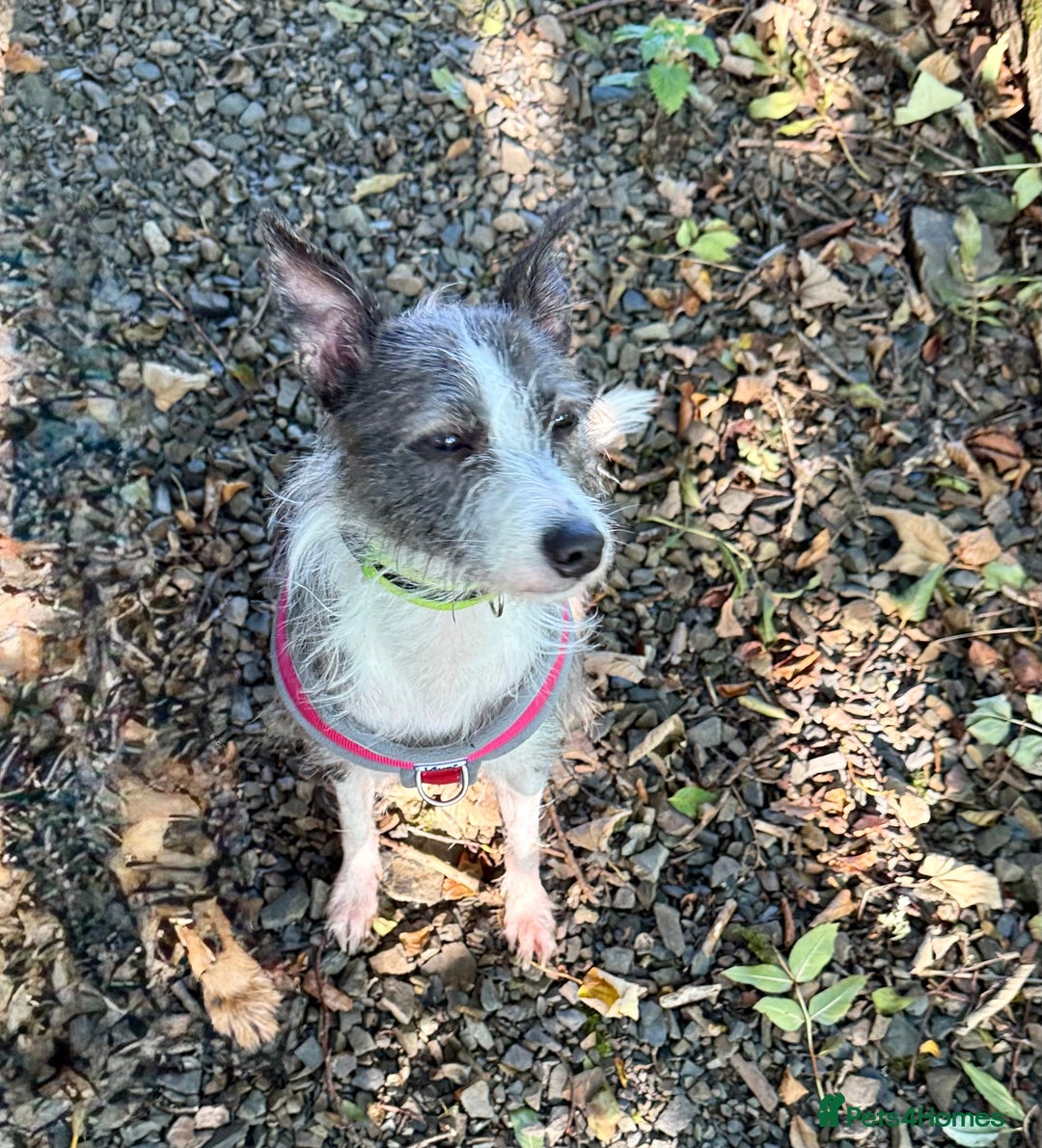 Mixed Breed dogs for adoption: FOR ADOPTION - BUBBA – BEAFORD, DEVON  - Image 4