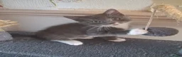 Ragdoll cats for sale: CUTE RARE BLUE COLOUR RAGDOLL KITTENS  - Advert 8