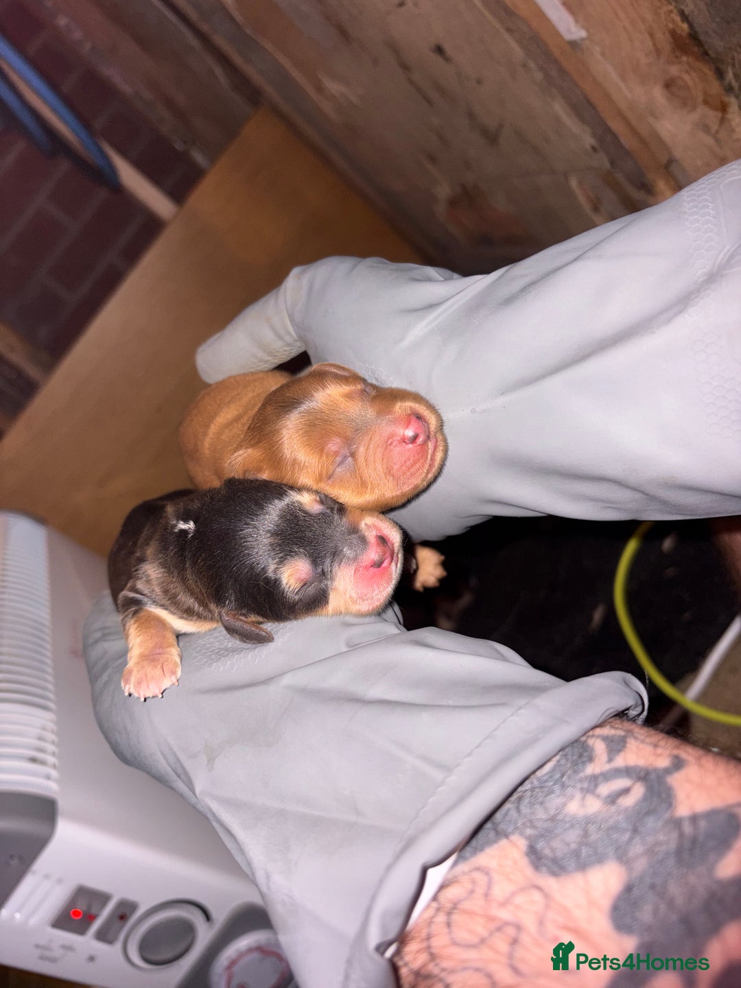 Mixed Breed dogs for sale: ❣️ beautiful Puppie’s ❣️ - Image 21