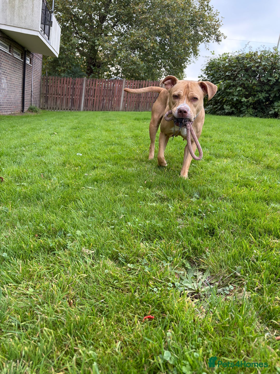Mixed Breed dogs for sale: Staff mixed breed female  - Image 3