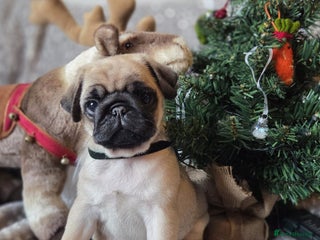 Pug dogs Gorgeous KC health tested fawn boy pug - Advert 17