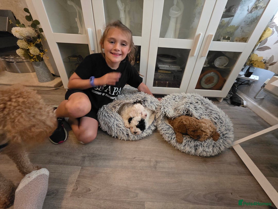 Mixed Breed dogs for sale: Cavapoo puppies - Image 2