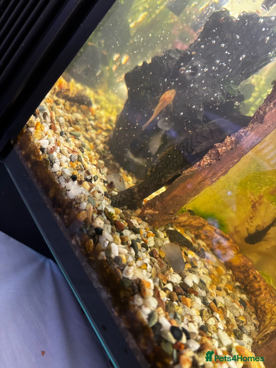 Catfish fish for sale: Baby Bristnose Catfish in Croydon - Advert 2