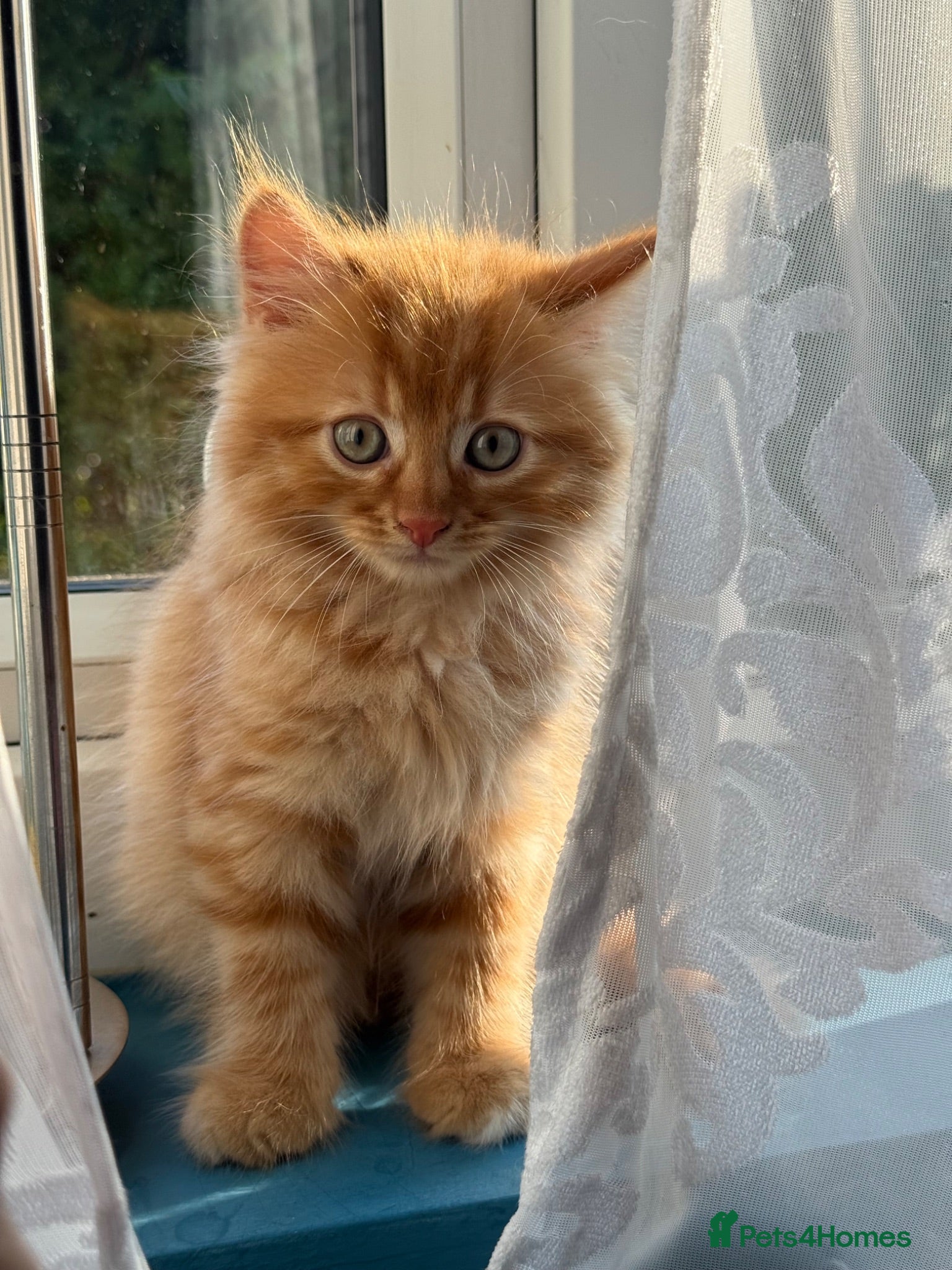 Persian cats Stunning persian kittens reduced price - Advert 2