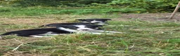 Border Collie dogs for sale: Border collie puppies  - Advert 3