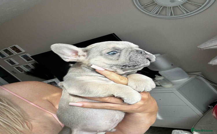 French Bulldog dogs - Advert 17