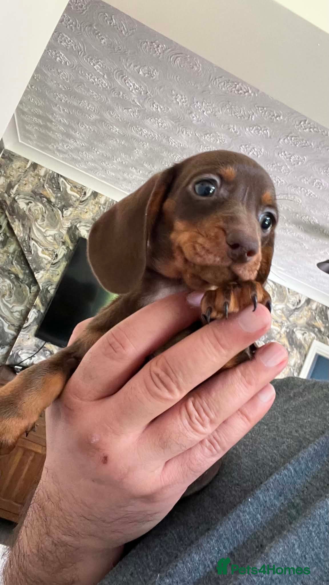 Miniature Dachshund dogs ✨️super Mini Dachshund Puppies Dapple & Chocolate - Advert 5