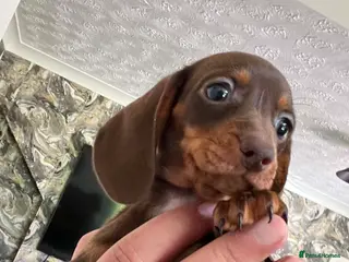 Miniature Dachshund dogs ✨️super Mini Dachshund Puppies Dapple & Chocolate - Advert 2