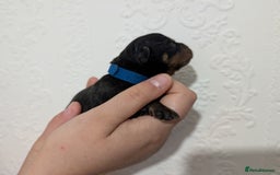 Rottweiler dogs for sale: 🐶 Rottweiler Puppies – German ADRK Bloodlines - Image 17