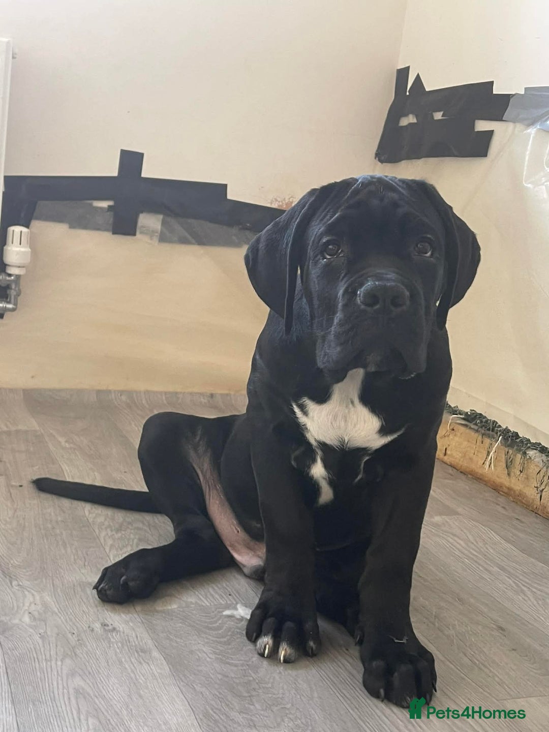 Cane Corso dogs for sale: Cane corso Russian champ bloodline puppies  - Advert 11