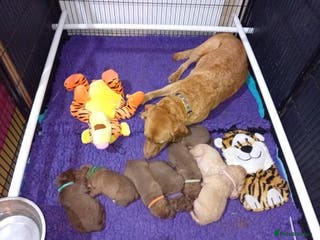 Chesapeake Bay Retriever dogs Chesapeake Bay Retriever (Chessie) pups - Advert 1