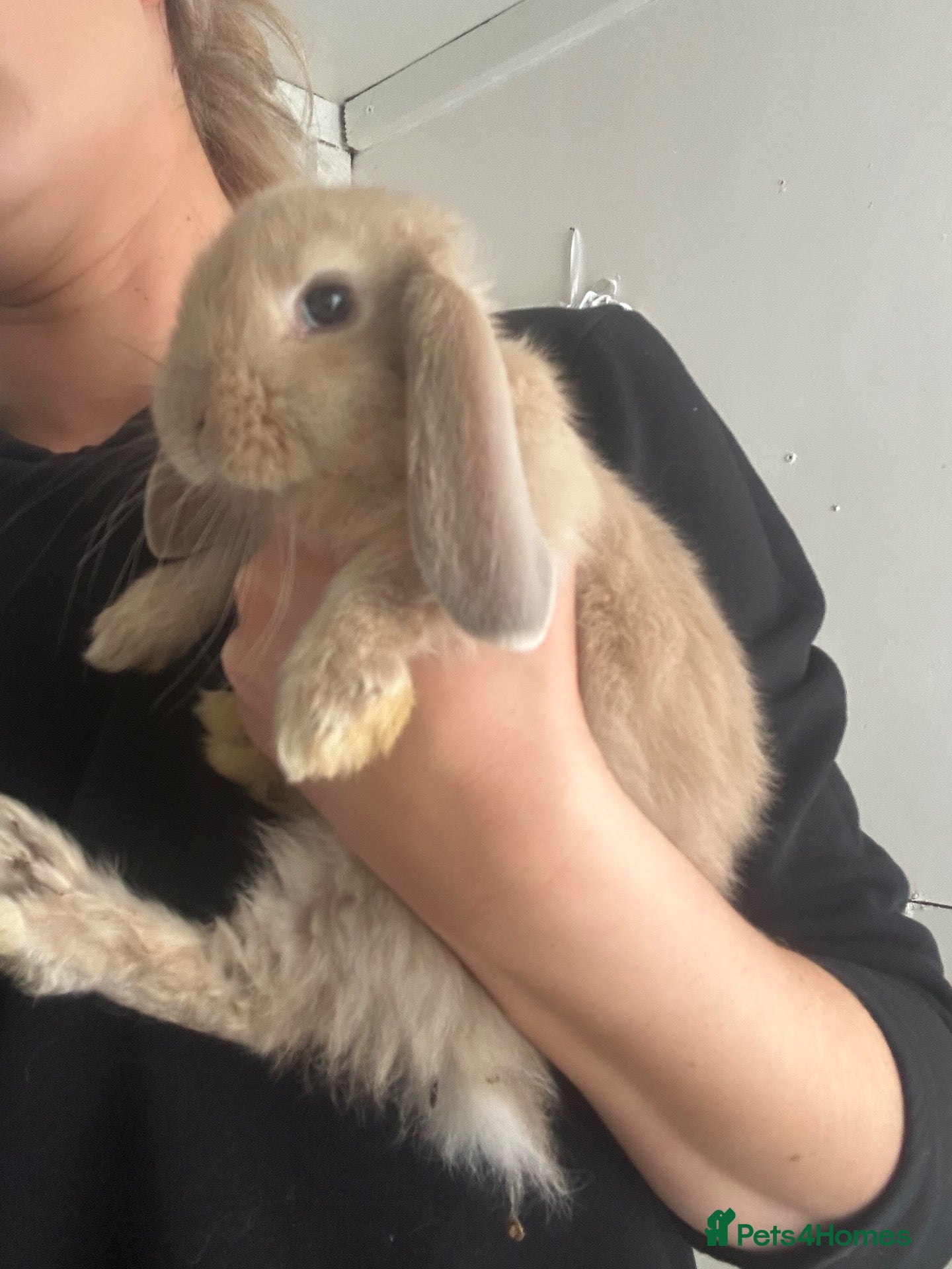 French Lop rabbits ONE BABY LEFT - Pure Bred French Lop Babies.  - Advert 1