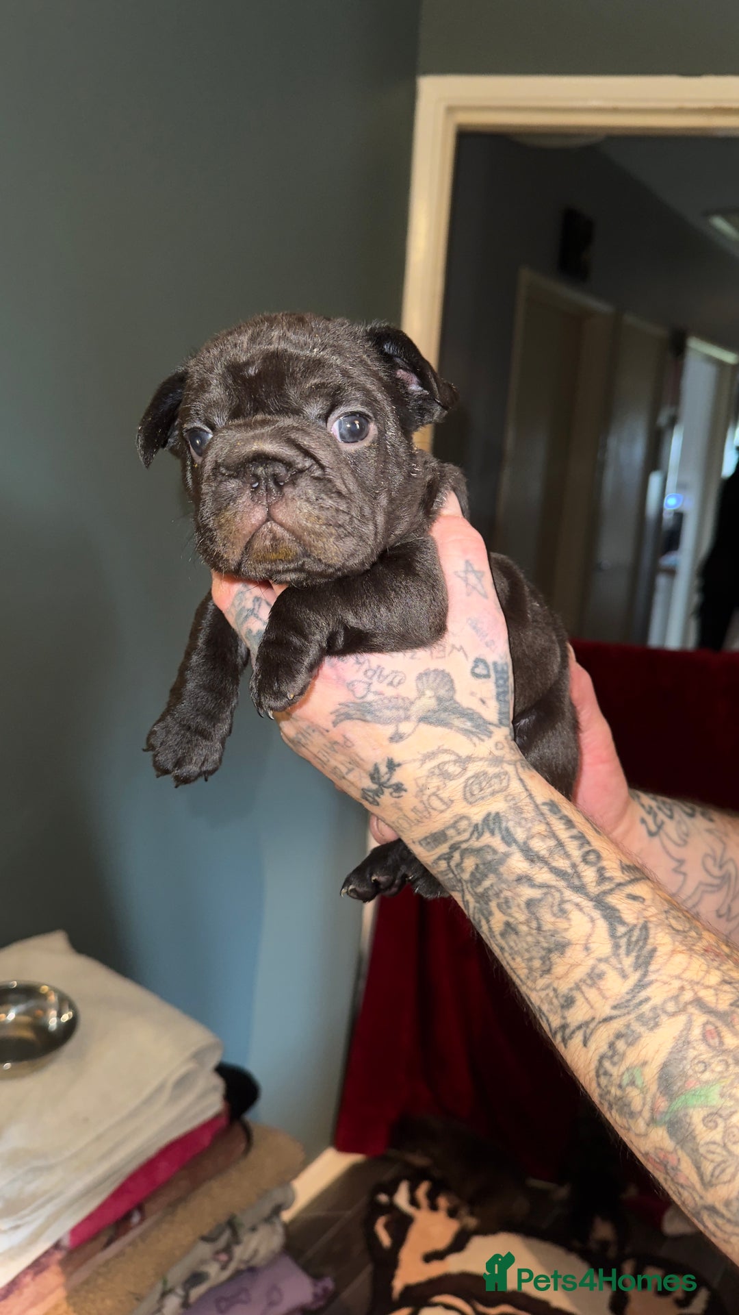 French Bulldog dogs for sale: Stunning litter of frenchies  - Advert 16