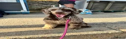 Miniature Poodle dogs for stud: Brown Phantom Merle Mini Poodle health tested in Stockton-on-Tees - Advert 1