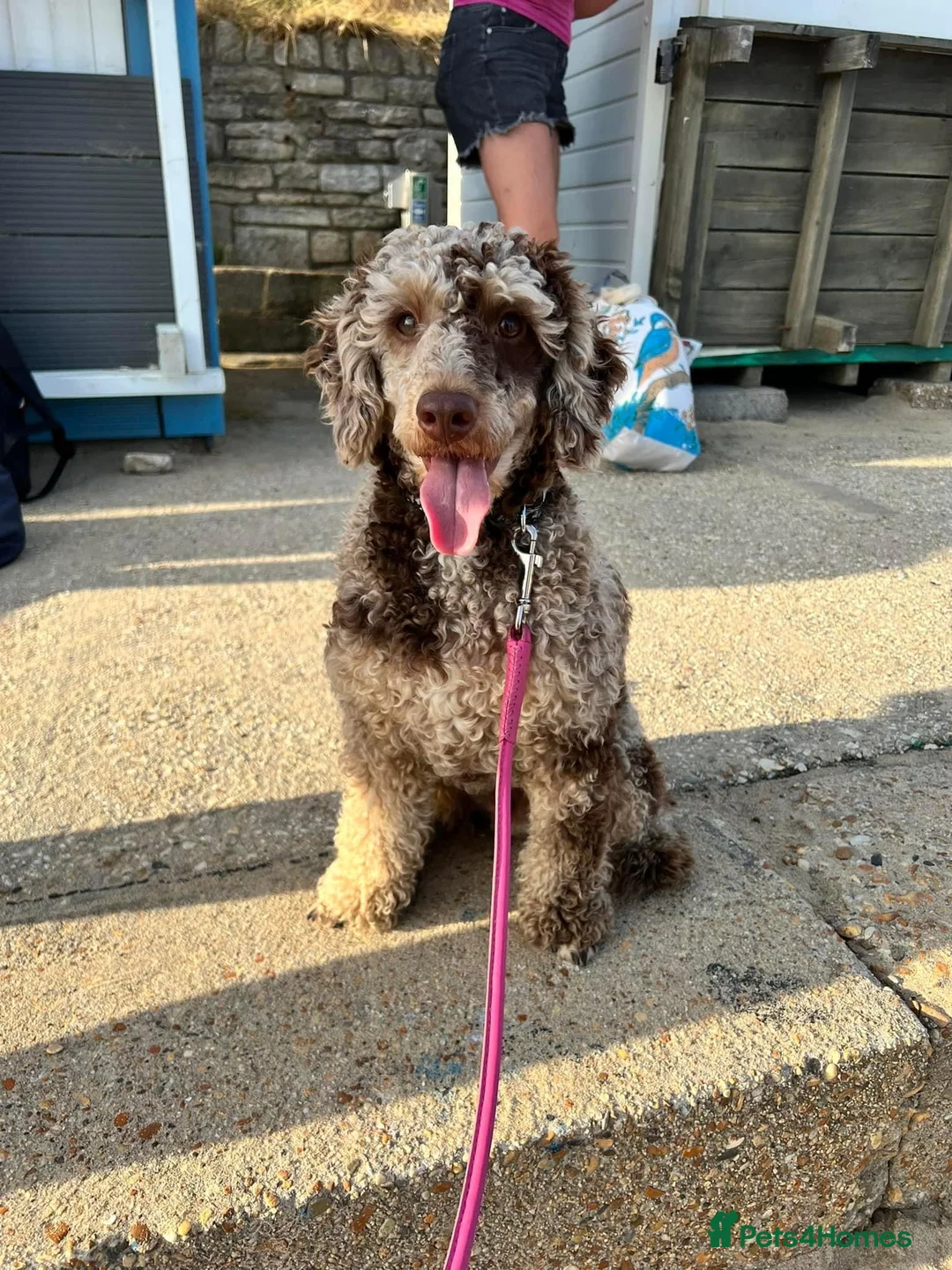 Miniature Poodle dogs for stud: Brown Phantom Merle Mini Poodle health tested in Stockton-on-Tees - Advert 1