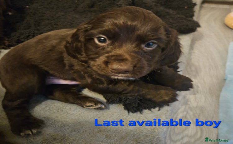 Cocker Spaniel dogs Cocker spaniel Puppies Males and females - Advert 10