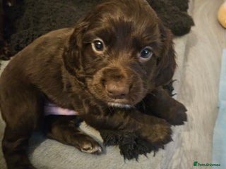 Cocker Spaniel dogs Cocker spaniel Puppies Males and females - Advert 10
