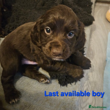 Cocker Spaniel dogs Cocker spaniel Puppies Males and females - Advert 10