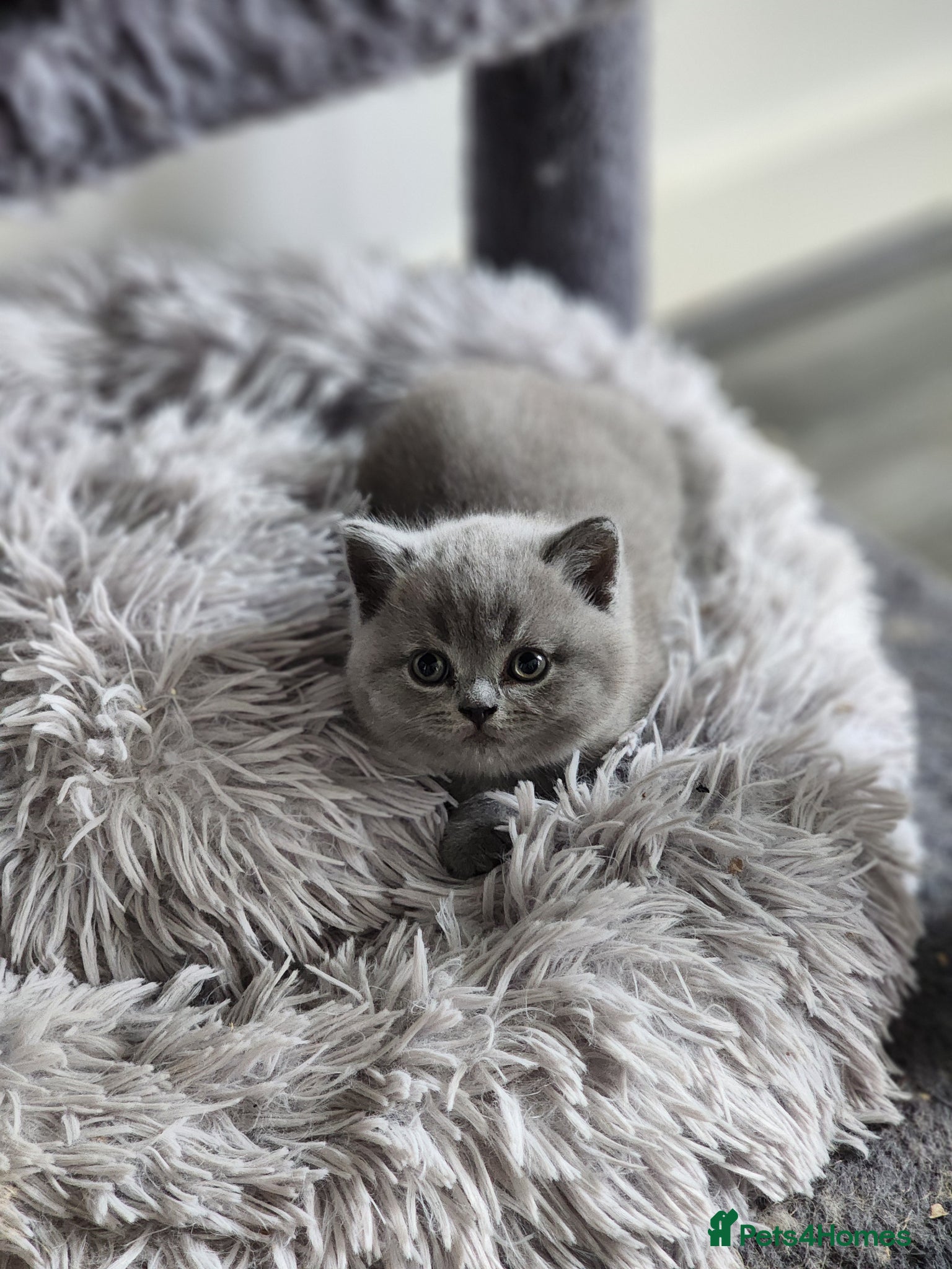 British Shorthair cats for sale: BSH Blue Kittens  - Advert 1
