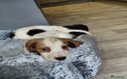 Sprocker dogs for sale: *BEAUTIFUL SPROKER PUPPIES * - Advert 11