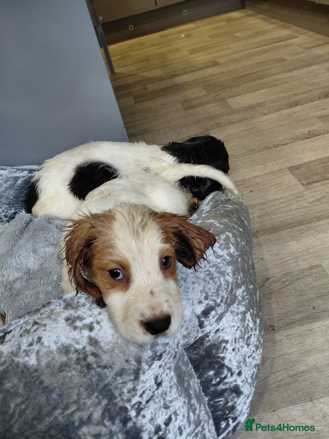 Sprocker dogs for sale: *BEAUTIFUL SPROKER PUPPIES * - Advert 11