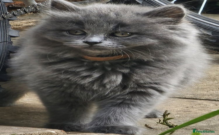 British Longhair cats - Advert 4