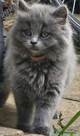 British Longhair cats - Advert 4