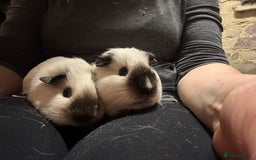 Guinea Pig rodents for sale: Californian x Guinea pigs in Whitland - Image 7