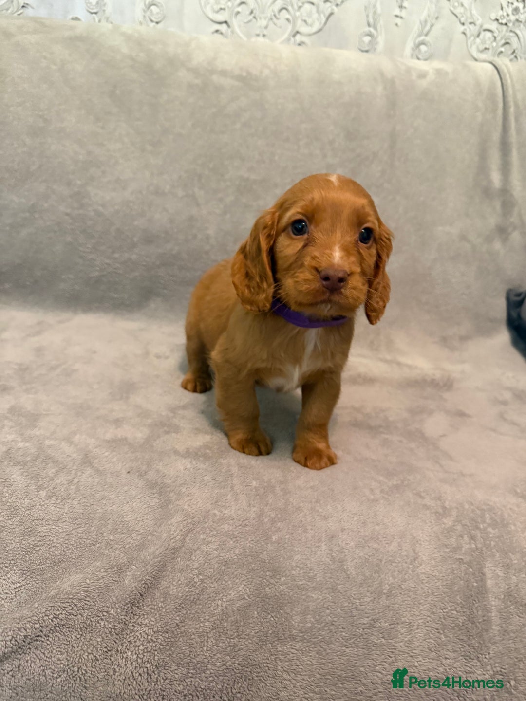 Cocker Spaniel dogs for stud: RED KC STUD DOG  in Bishop Auckland - Advert 6