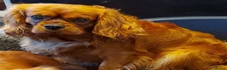 Cavapoo dogs for sale: CAVAPOO Female - Advert 9