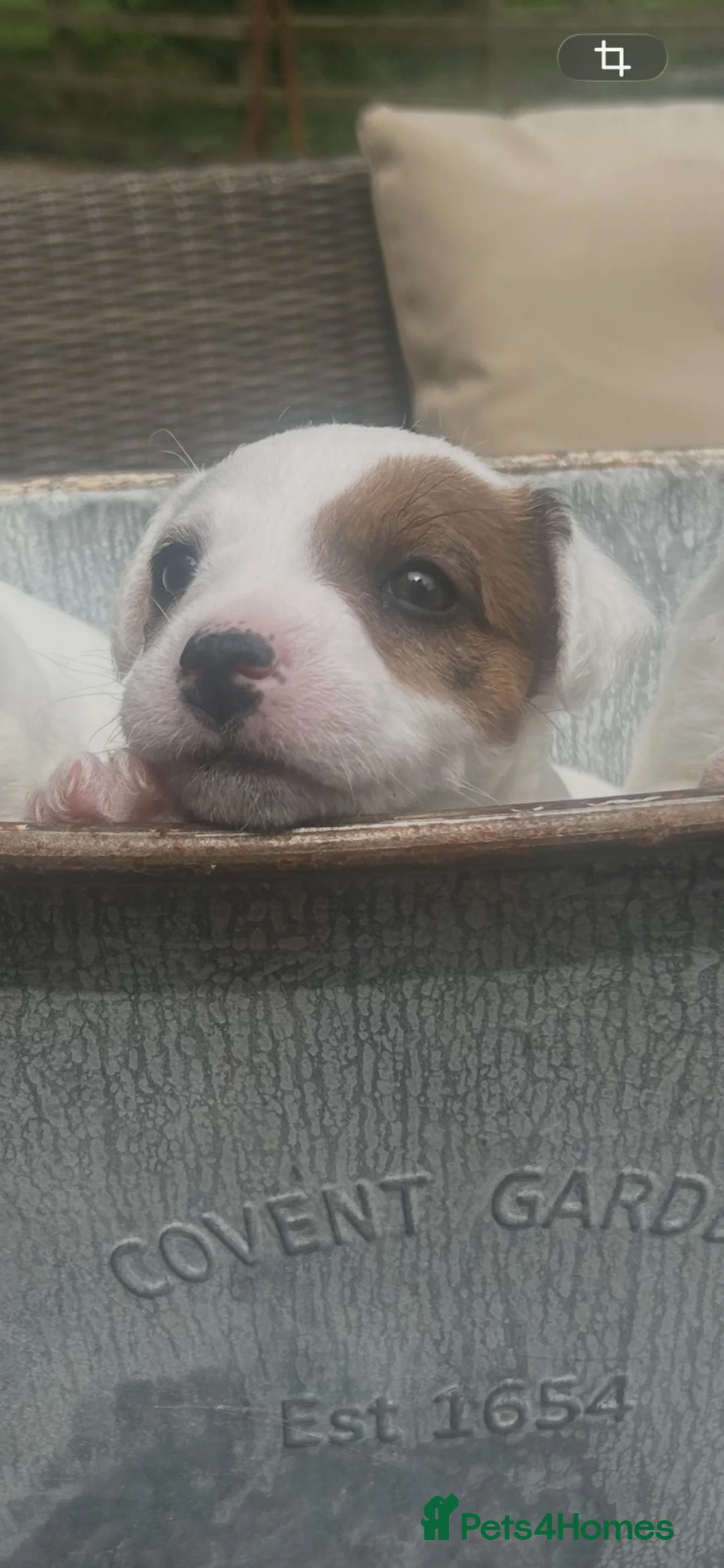 Parson Russell dogs for sale: Parson Russell Bitch pup for sale - Advert 2