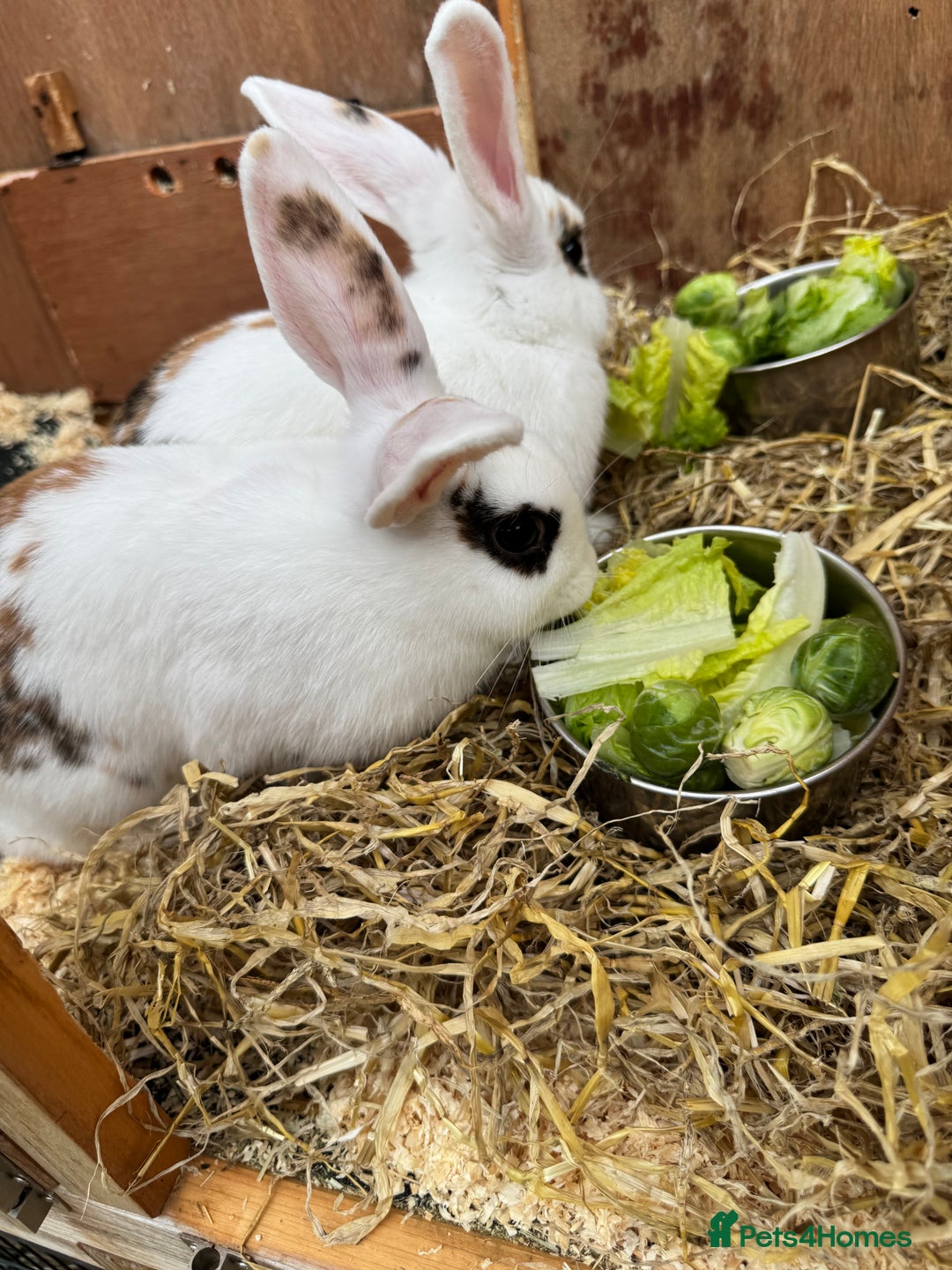Mini Lop rabbits for sale: 2 x mini lop female rabbits for sale £60 - Image 3