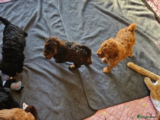 Miniature Poodle dogs Beautiful Health Tested Poodles - Advert 5