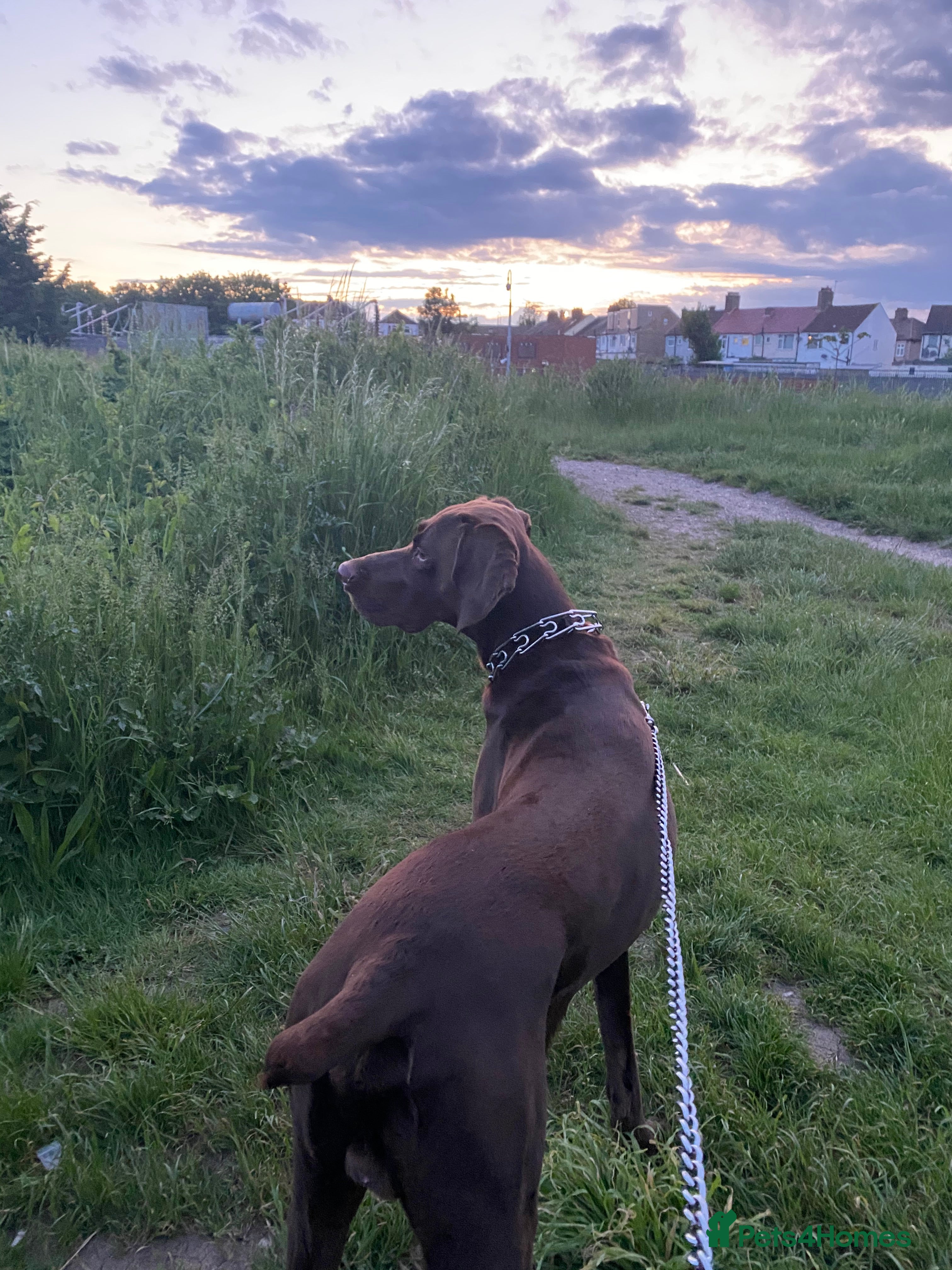 German Shorthaired Pointer dogs Chocolate coat, pure german pointer - Advert 8