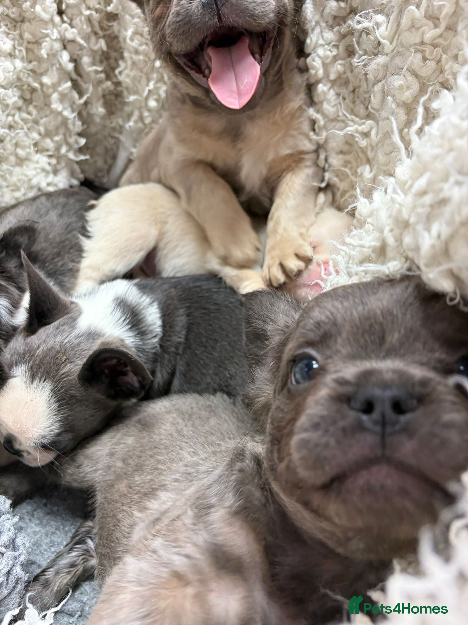 French Bulldog dogs french bulldog puppies - Advert 3