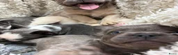 French Bulldog dogs for sale: french bulldog puppies - Advert 1