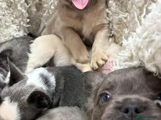 French Bulldog dogs french bulldog puppies - Advert 2