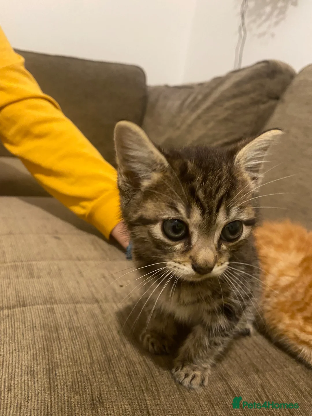 Mixed Breed cats for sale: 2 make kittens  - Advert 1