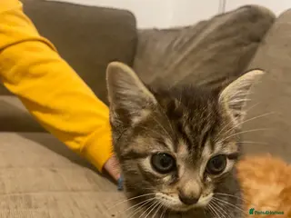 Mixed Breed cats 2 make kittens - Advert 1