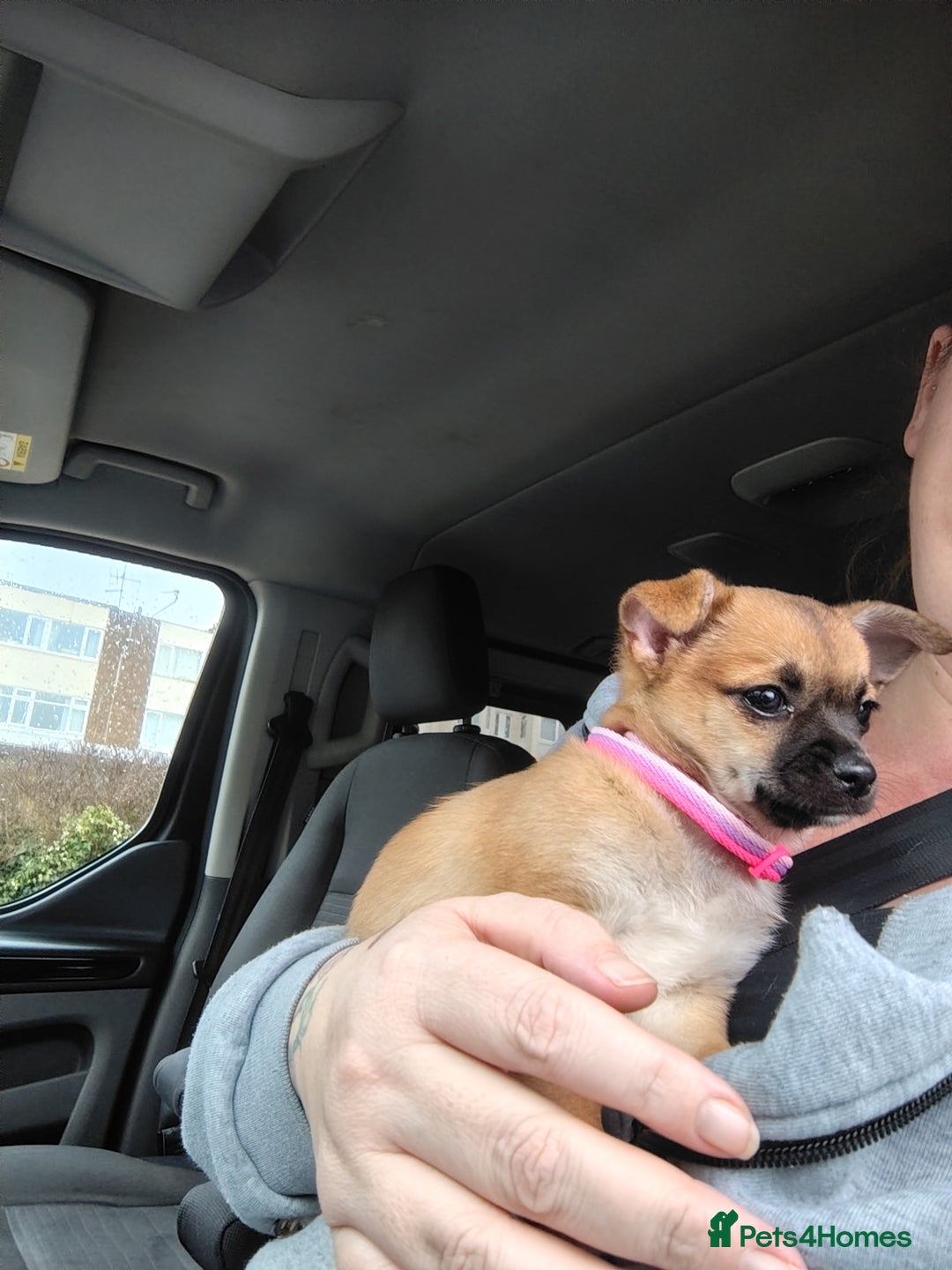 Pomchi dogs for sale: Pomchi girl phoebe  - Advert 22