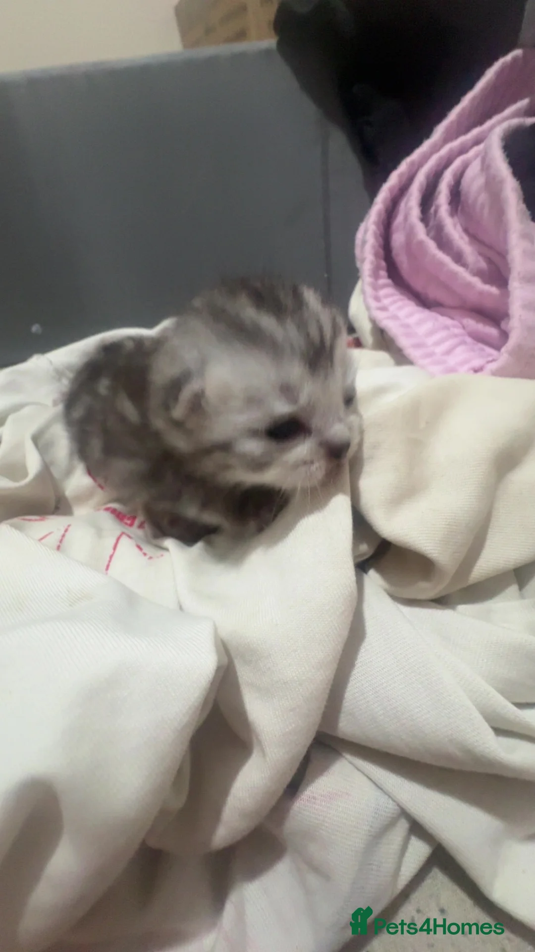 Mixed Breed cats for sale: 3 gorgeous kittens in Spennymoor - Advert 6