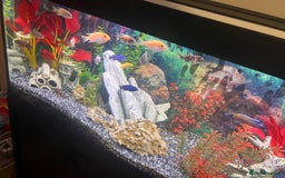 Cichlids fish for sale: Fluval Roma 240 FULL SET UP - Advert 7