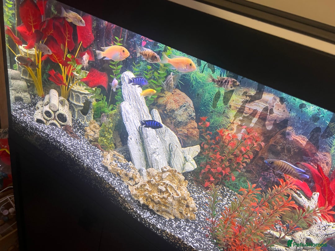 Cichlids fish for sale: Fluval Roma 240 FULL SET UP - Advert 7