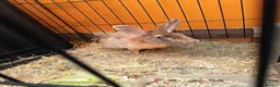Rex rabbits for sale: Baby rabbit - Advert 8