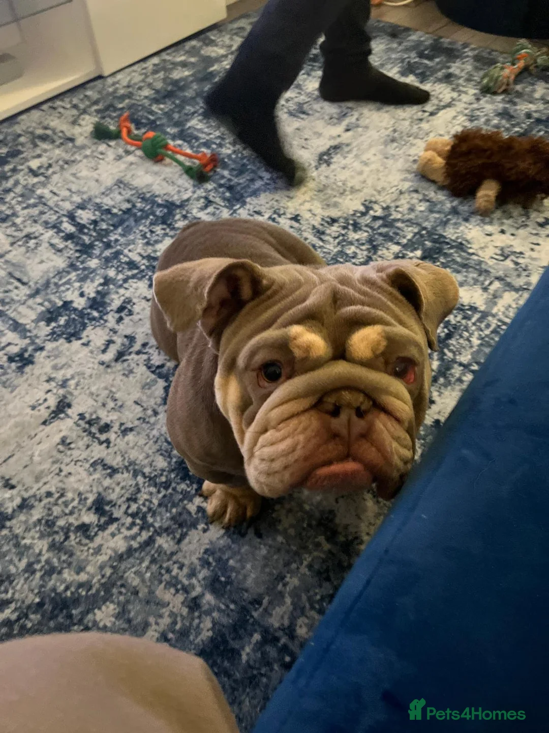 English Bulldog dogs for sale: english bulldog - Advert 1