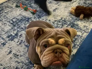 English Bulldog dogs english bulldog - Advert 1