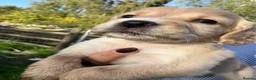 Cocker Spaniel dogs for sale: Beautiful cocker spaniel puppies  - Advert 8