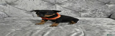 Miniature Pinscher Puppy 5
