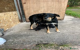 Mixed Breed dogs for sale: Collie cross huntaway puppies - Image 5
