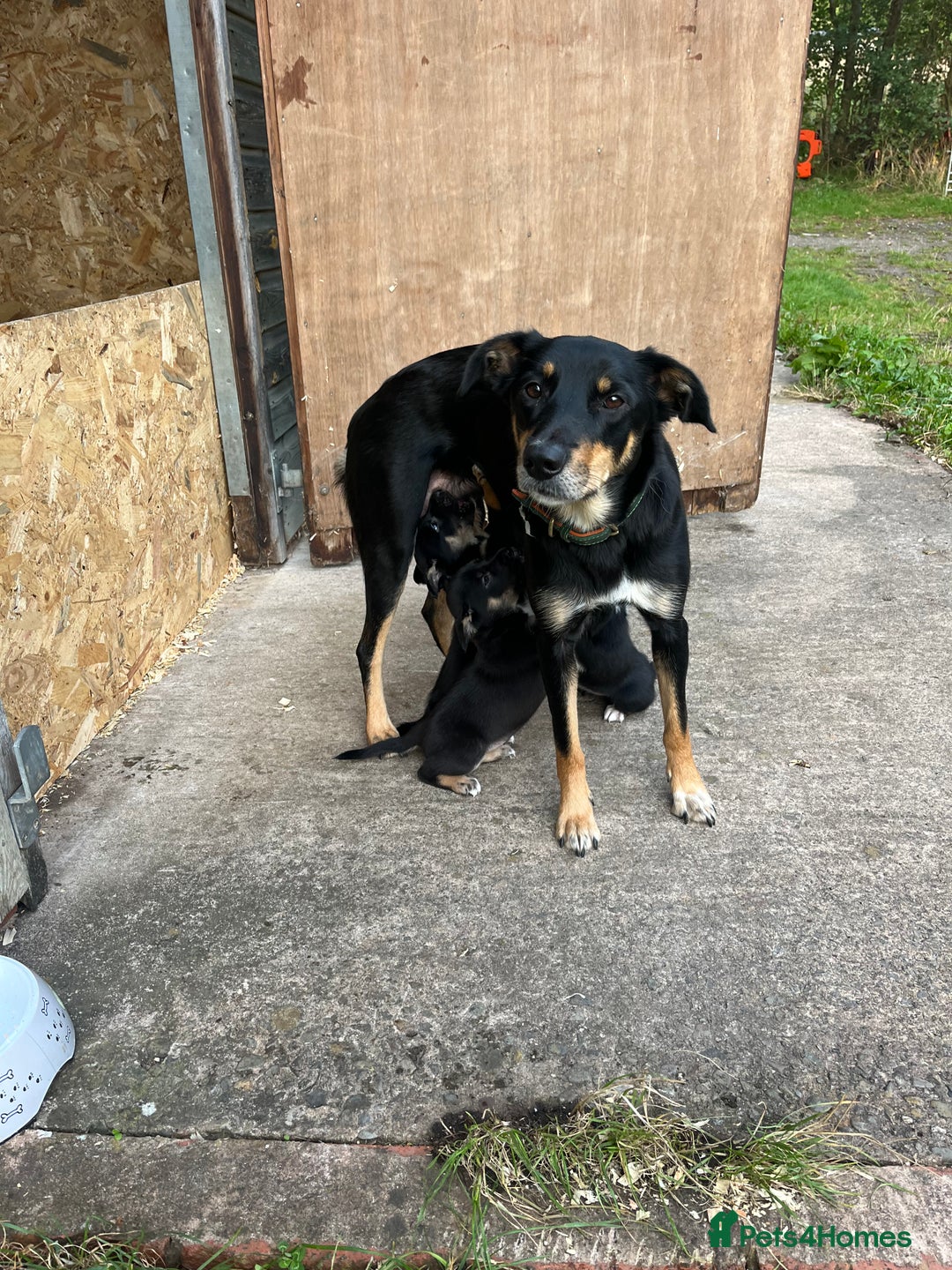 Mixed Breed dogs for sale: Collie cross huntaway puppies - Image 5